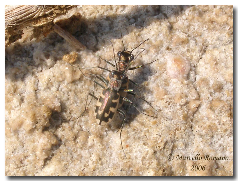 Cephalota litorea goudoti, Cicindela della steppa salata
